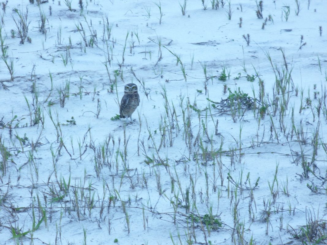 O licenciamento da Fazenda São Bento da Lagoa já dura oito anos, com idas e vindas judiciais e muitas polêmicas. Foto Divulgação/Apalma