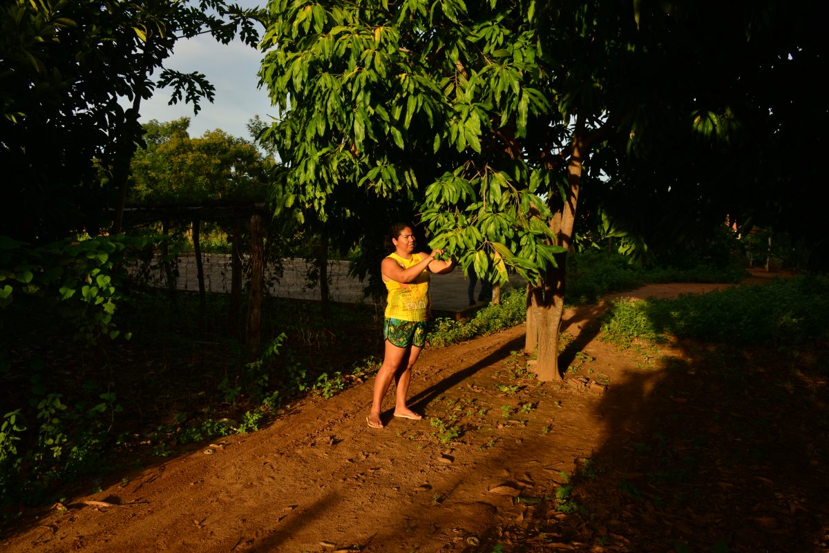 Foto de Mirian Fichtner Quintal produtivo. Foto de Mirian Fichtner