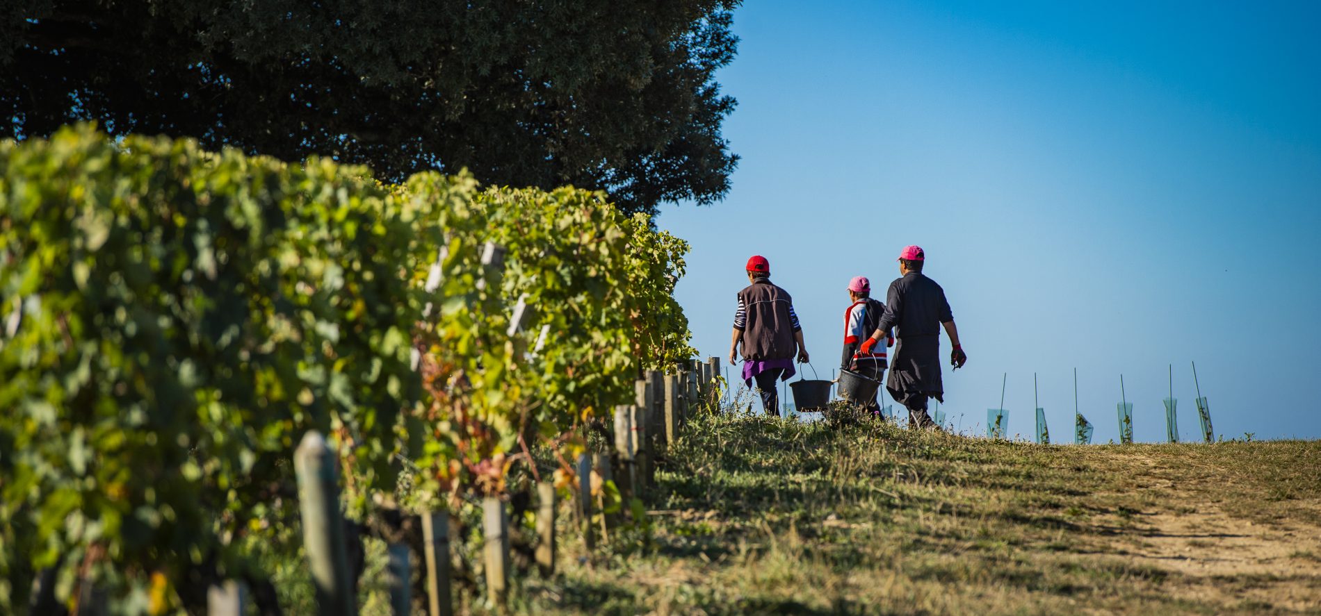 Foto de J-B Nadeau/ Only France/ AFP Produção de vinho em Bordeaux. Foto de J-B Nadeau/ Only France/ AFP