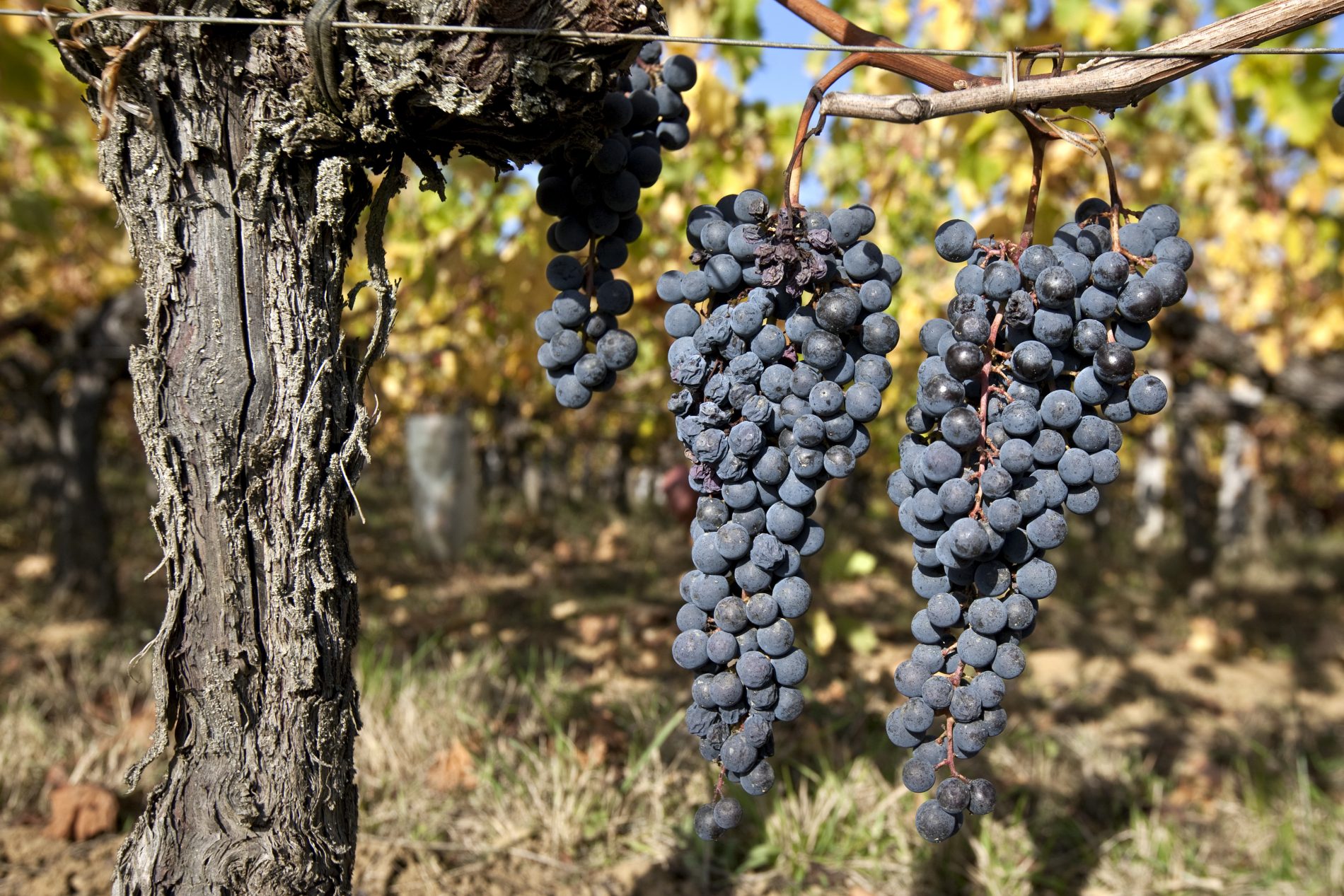 Foto de Philippe Roy/ Aurimages/ AFP Produção de vinho em Bordeaux. Foto de Philippe Roy/ Aurimages/ AFP