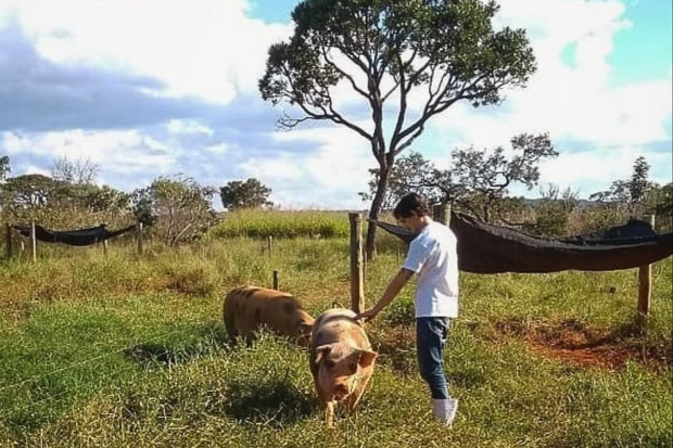 Projeto da UnB trabalha atualmente com suínos, bovinos, frangos de corte e codornas na Fazenda Água Limpa: busca das melhores condições para os animais do Cerrado (Foto: BioCer/Arquivo Pessoal)