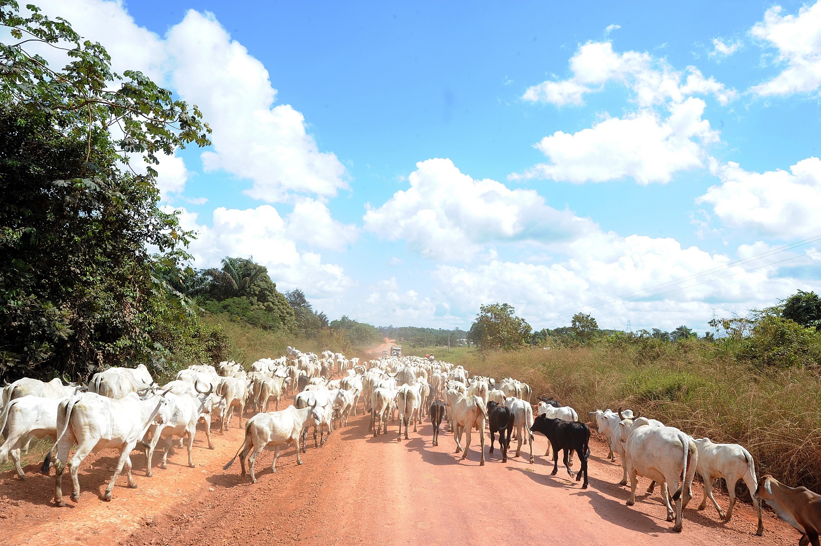 O gado invade a rodovia Transamazônica, próxima à cidade de Anapu, onde os conflitos de terra são frequentes. Foto Evaristo Sá/AFP