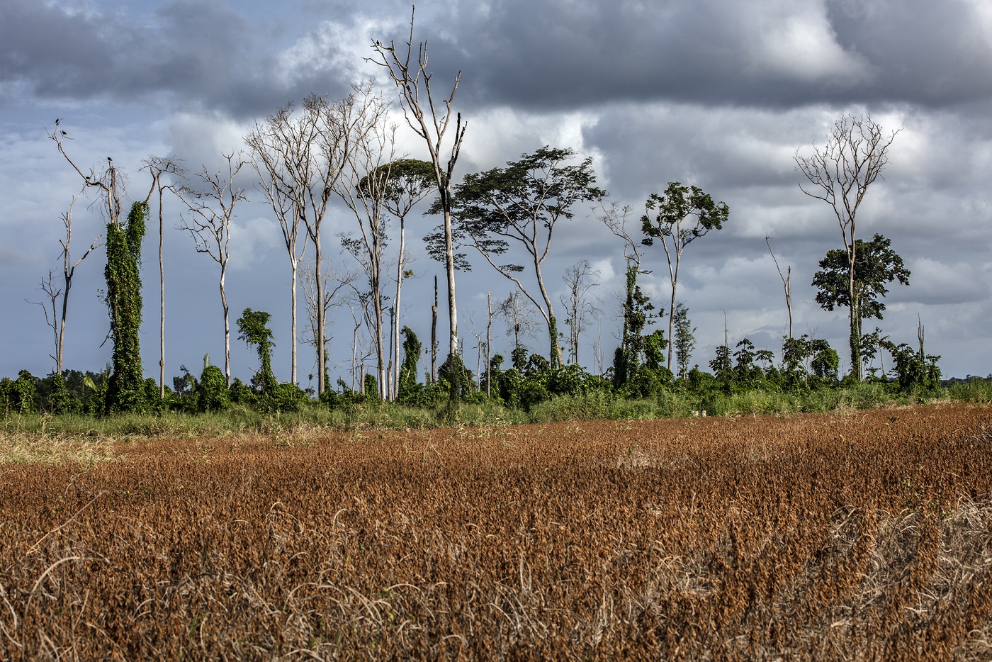 Mercado de carbono pode chegar a US$ 72 bilhões
