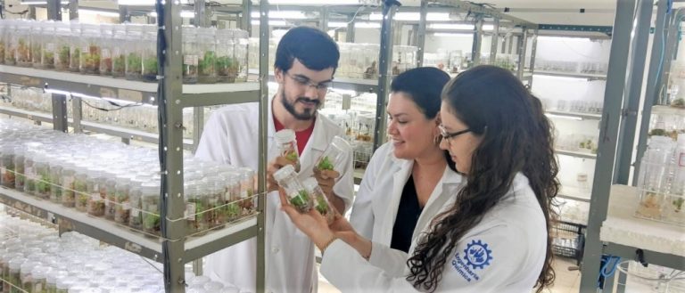 Pesquisadores da Unaerp e da UFSCar induzem a espécie conhecida como unha-de-gato a sintetizar, no laboratório, formas modificadas e mais potentes de alcaloides conhecidos pela ação antitumoral e anti-inflamatória (Foto: Adriana Lopes/arquivo pessoal)