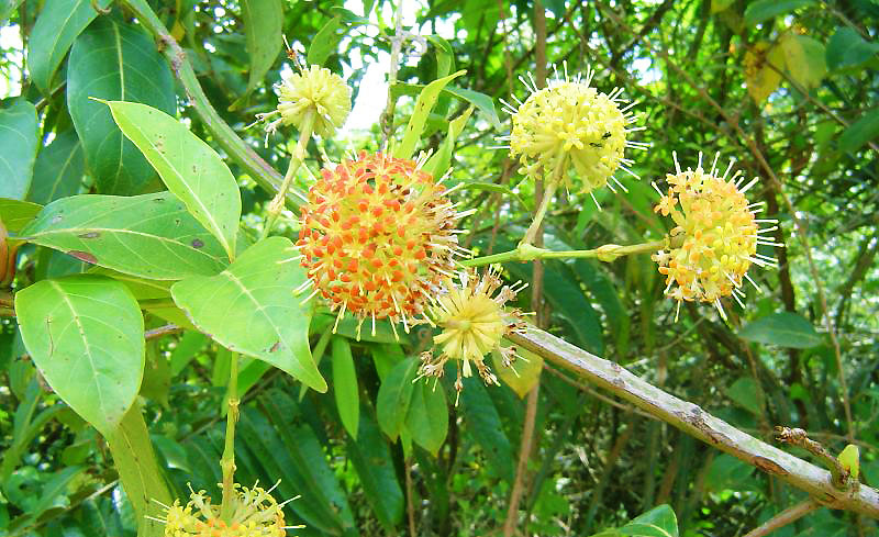Unha-de-gato: planta amazônica com ação medicinal potencializada para tratar tumores (Divulgação)