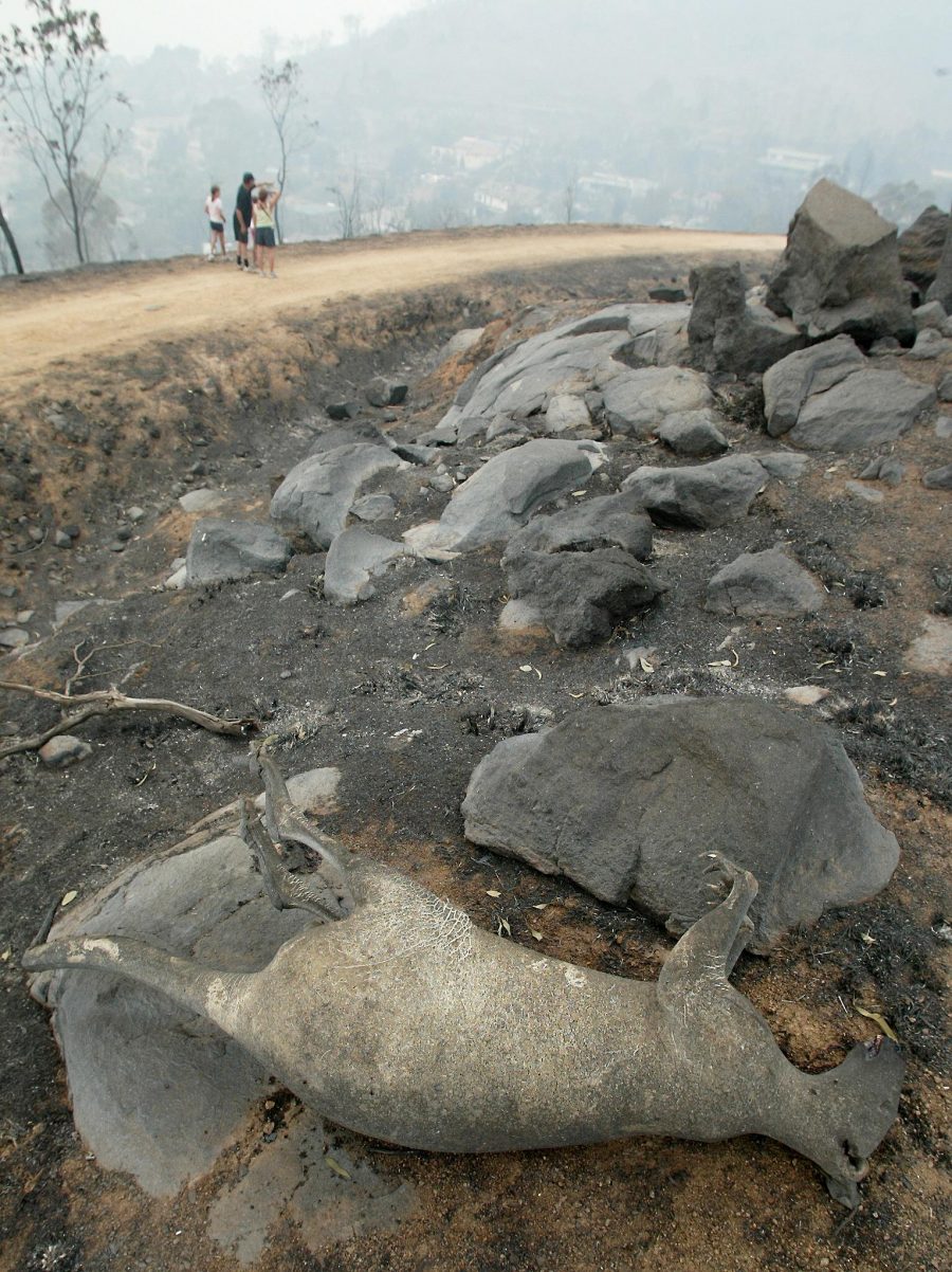 Canguru queimado perto de Camberra, na Austrália: mais de 500 milhões de animais de todos os tipos mortos durante incêndios florestais no país (Foto: Torsten Blackwood/AFP)