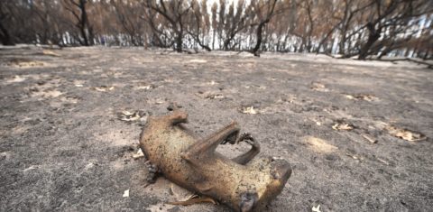 Coala morto pelo fogo na Ilha do Canguru, na Austrália: um terço da população dos coalas australianos já morreu nos incêndios (Foto: Peter Parkis/AFP)