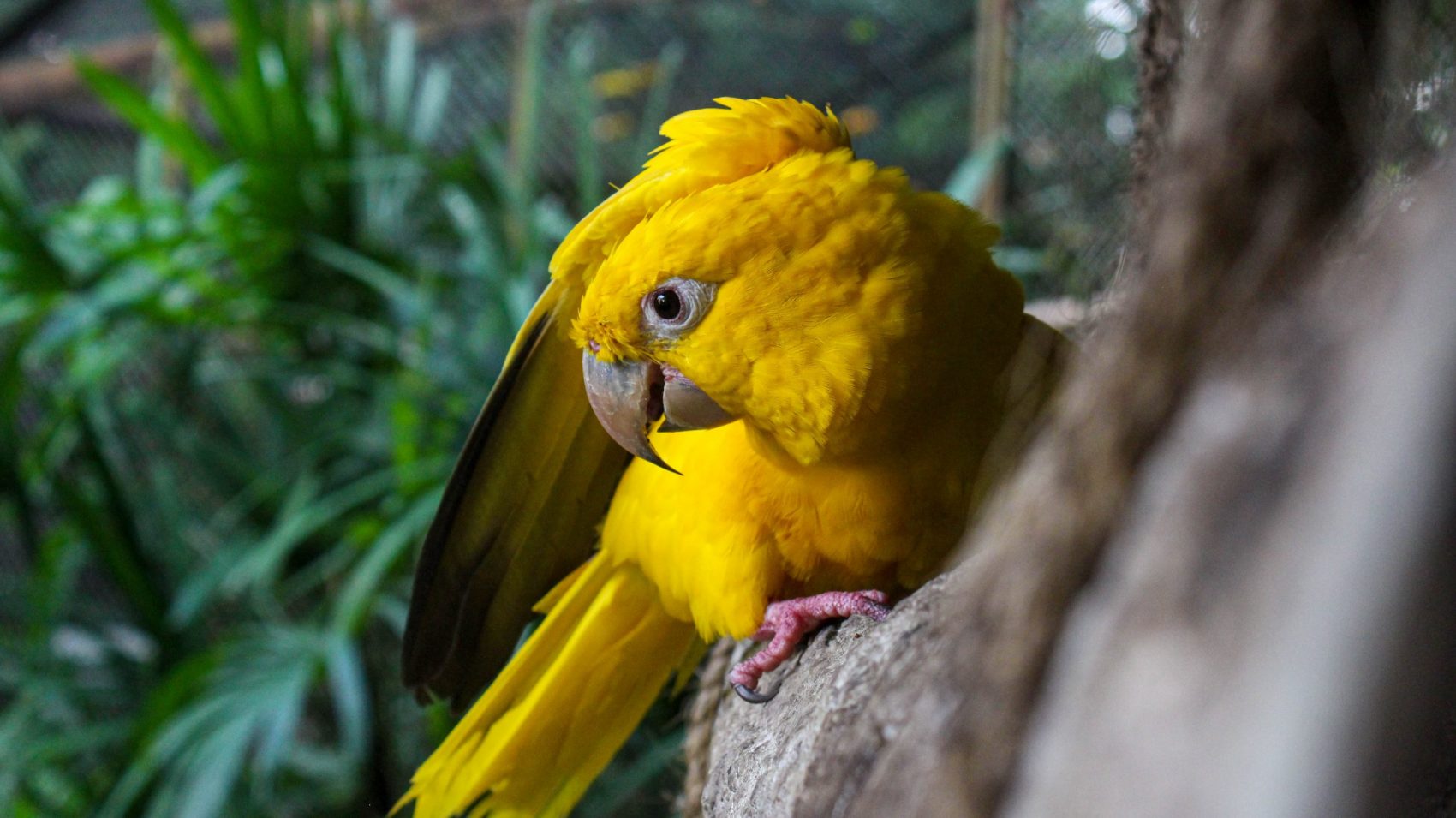 Ararajuba Museu Goeldi