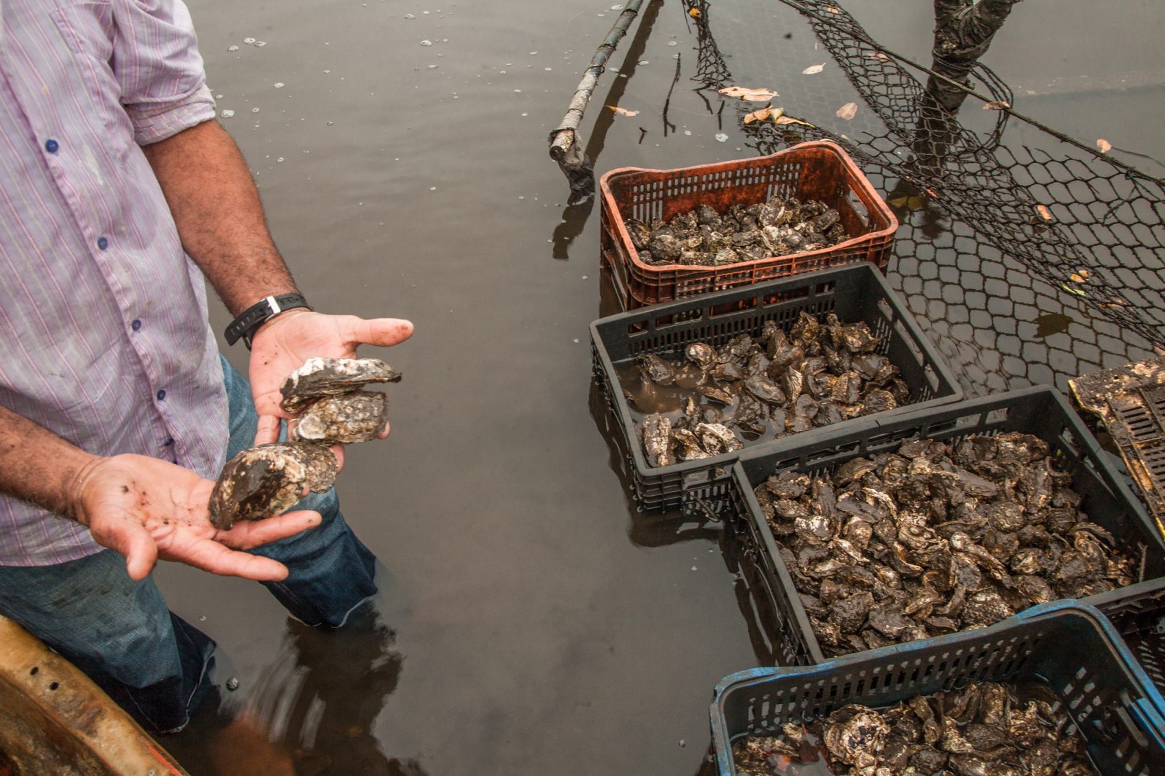Ostras nas mãos de João Batista Leal: mangues de Cananeia às cozinhas dos restaurantes paulistanos no mesmo dia (Foto: Caio Ferrari)