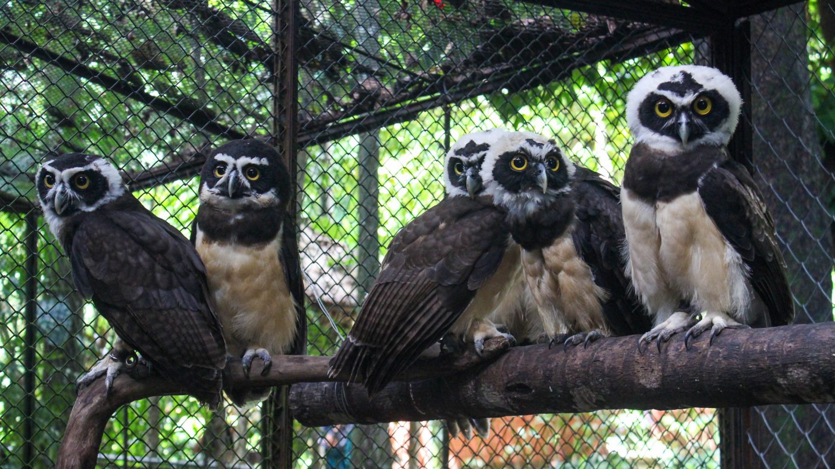 Corujas