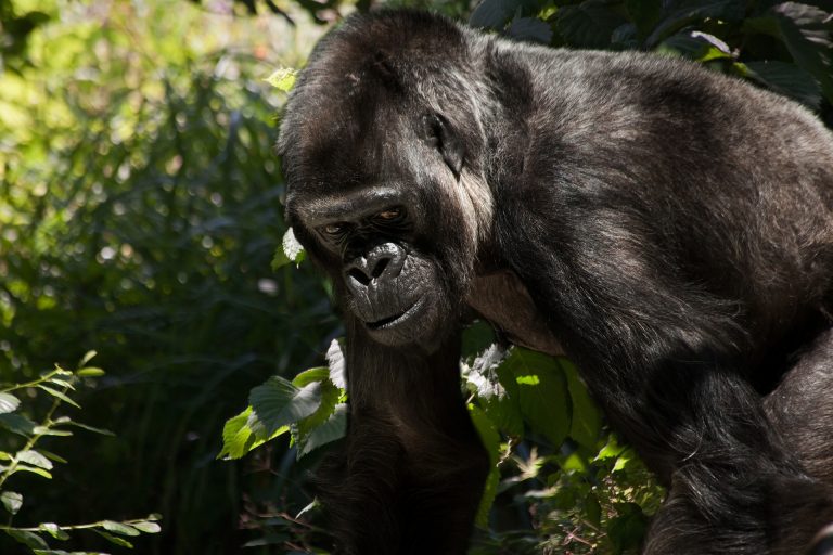 Gorila em floresta africana: espécie que contrai vírus da gripe comum pode sofrer com a covid-19 (Foto: Christine Sponchia/Pixabay)