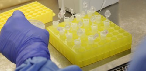 Testes de casos suspeitos do novo coronavírus no laboratório da Fiocruz: falta de informações sobre número de leitos e testes na grande maioria dos estados foi criticada por organização especializada em transparência (Foto: Josué Damasceno/Fiocruz)