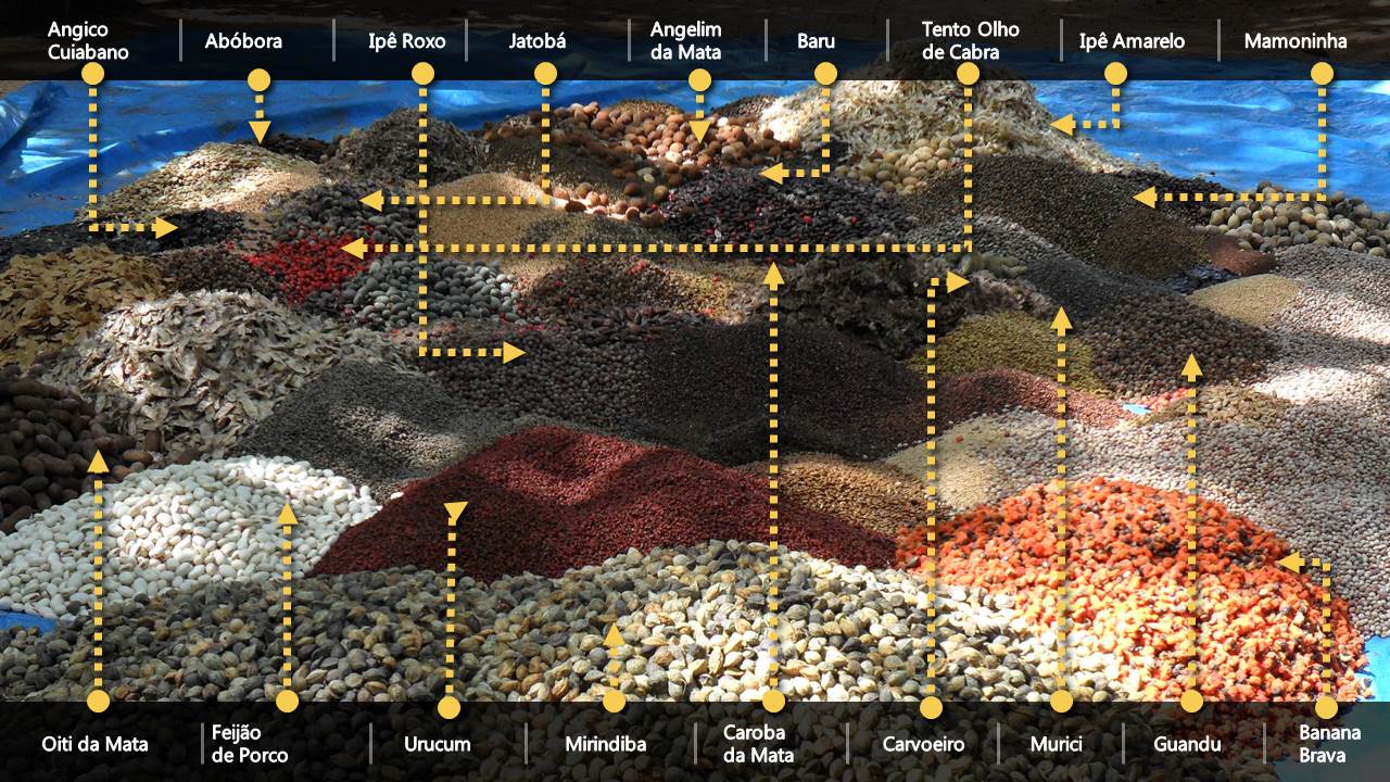Sementes cultivadas em Diamantino: agricultores familiares de Caetés plantaram 62 espécies em um dia (Arte: Agroícone)