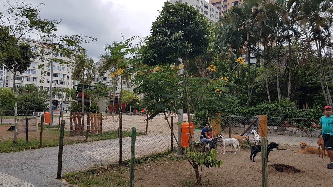 O Ipê-Amarelo do Sr. Rubem, hoje, ainda franzino, mas protegido pelas grandes. Foto Oscar Valporto
