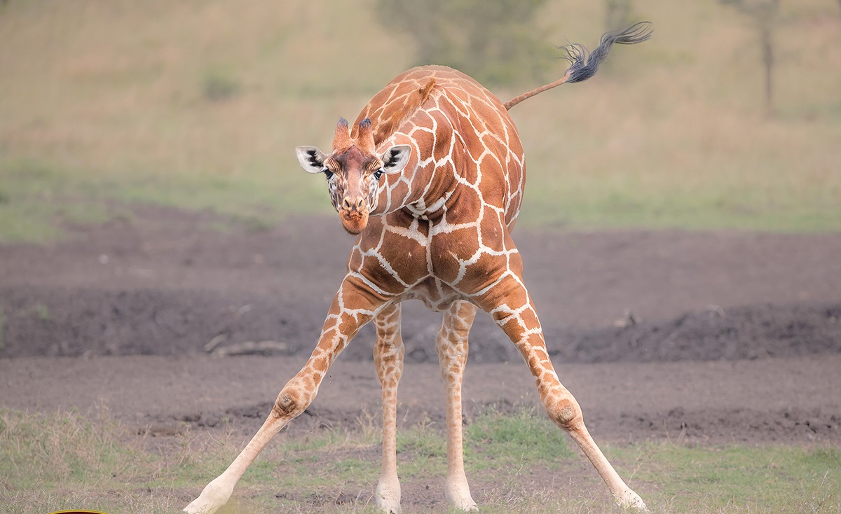 Uma moradora de uma das propriedades da Porini Camps: grupo pede doações (Foto: Jeffrey Wu / Gamewatchers Safaris)