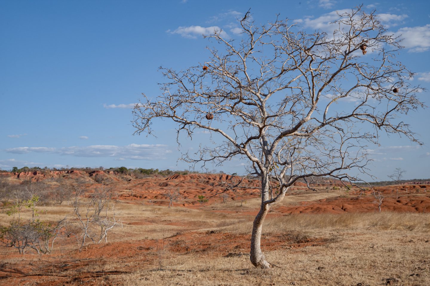 Desertos brasileiros