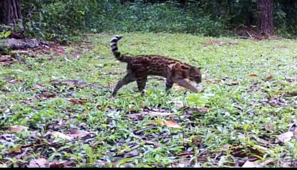 Gato-do-mato-pequeno, espécie considerada ameaçada de extinção pela lista do Ibama, avistado na Reserva Biológica de Petrópolis: imagem rara proporcionada pela quarentena (Foto: Inea/divulgação)
