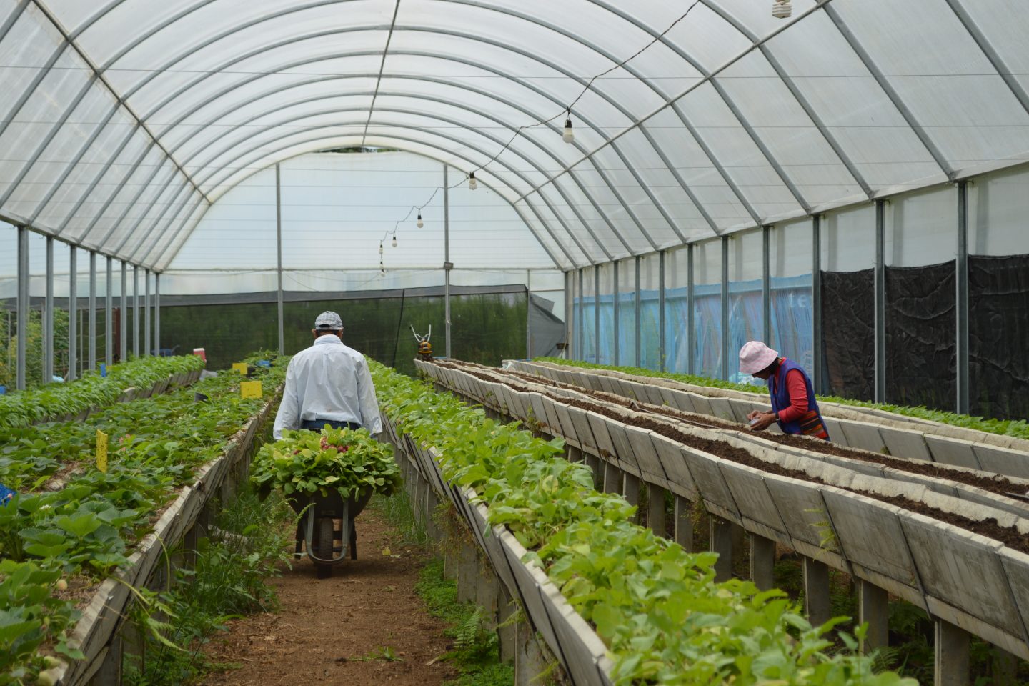 Plantando o futuro: agricultura ecológica no século 21