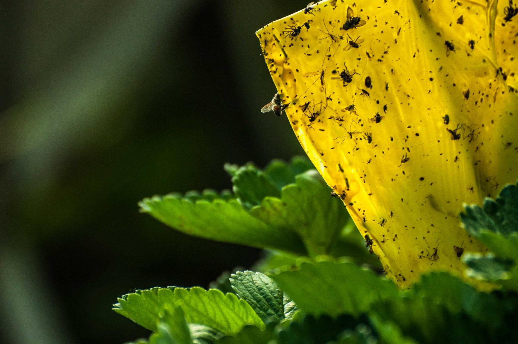 A agricultura de base ecológica, em suas variadas manifestações, pode ser um virtuoso caminho na busca pela harmonia entre produção e conservação