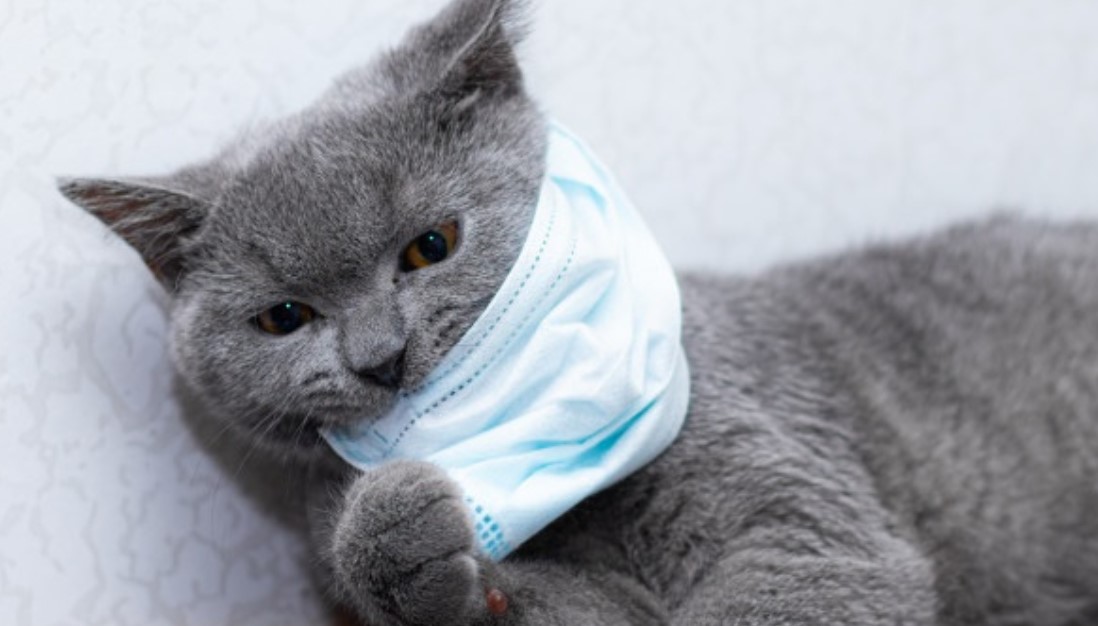 Gato com máscara protetora: pesquisa britânica indica que felinos podem contrair vírus mas não transmitem a humanos (Foto: Freepik)