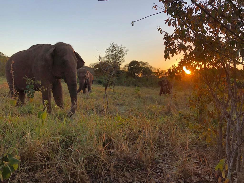 As elefantas Rana, Lady e Maia no Santuário de Elefantes Brasil, na Chapada dos Guimarães: especialistas dizem que animais precisam de espaço e de companhia de outros elefantes (Foto: SEB/Divulgação)
