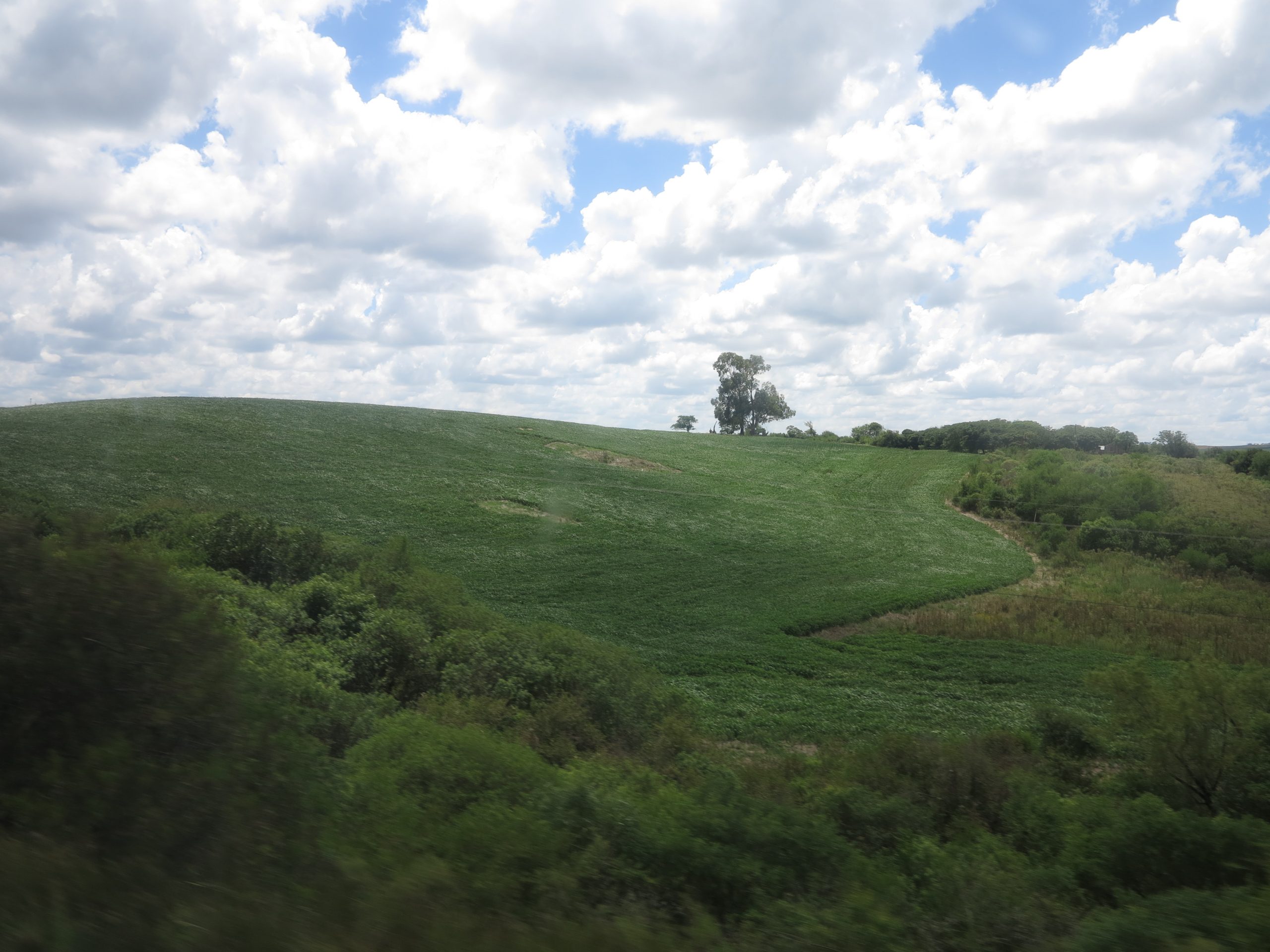 Pampa: bioma exclusivo do Rio Grande do Sul ameaçado pelo agronegócio e por projeto de mineradoras. Foto de Thaís Seganfredo