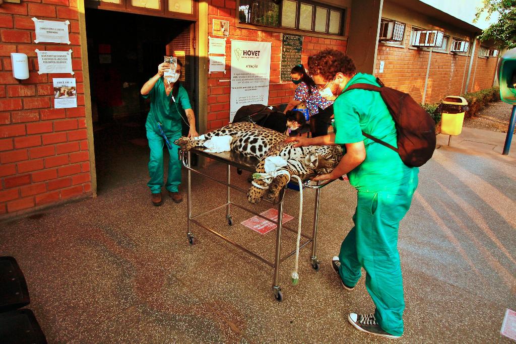 Com as patas queimadas, onça pintada é resgatada pelos bombeiros no Pantanal: queimadas afetam animais que ajudaram no sucesso da novela de 1990 (Foto: William Gomes/Secom UFMT)