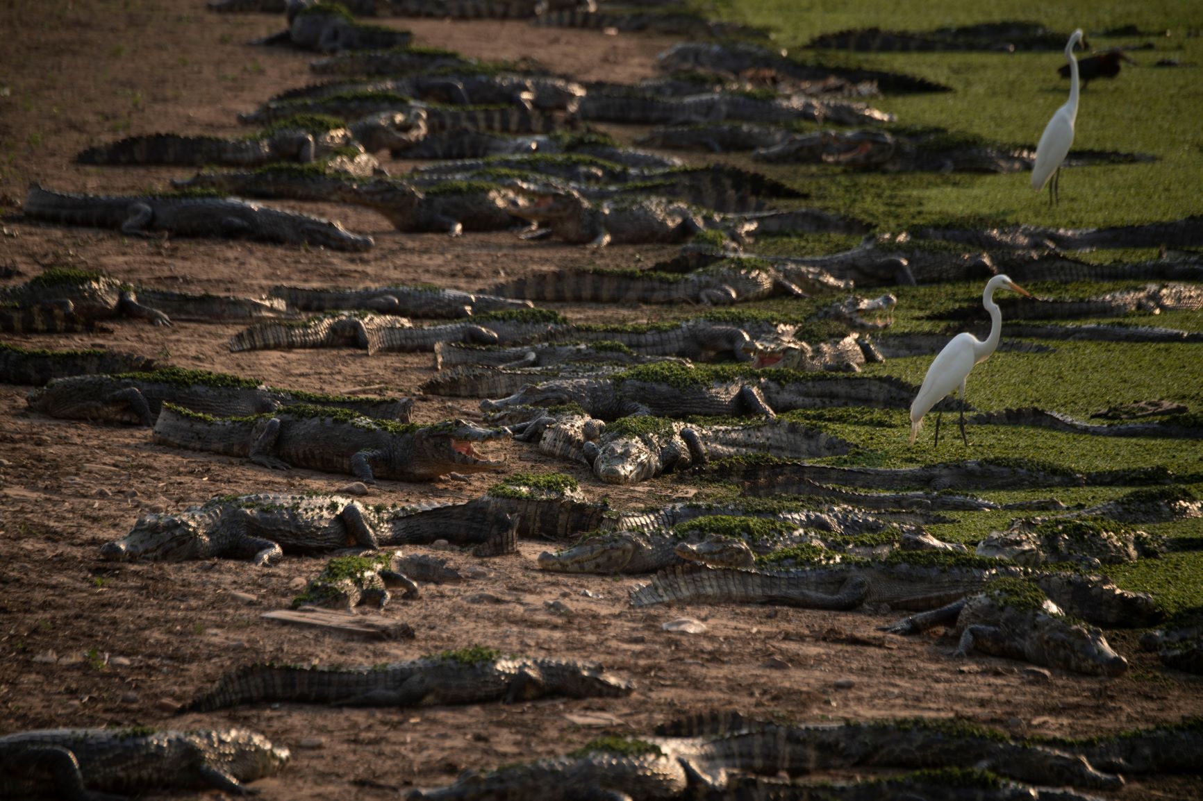 Jacarés e aves em área úmida em temporada seca: fogo já atingiu 20% da área do Pantanal (Foto: Mauro Pimentel/AFP)