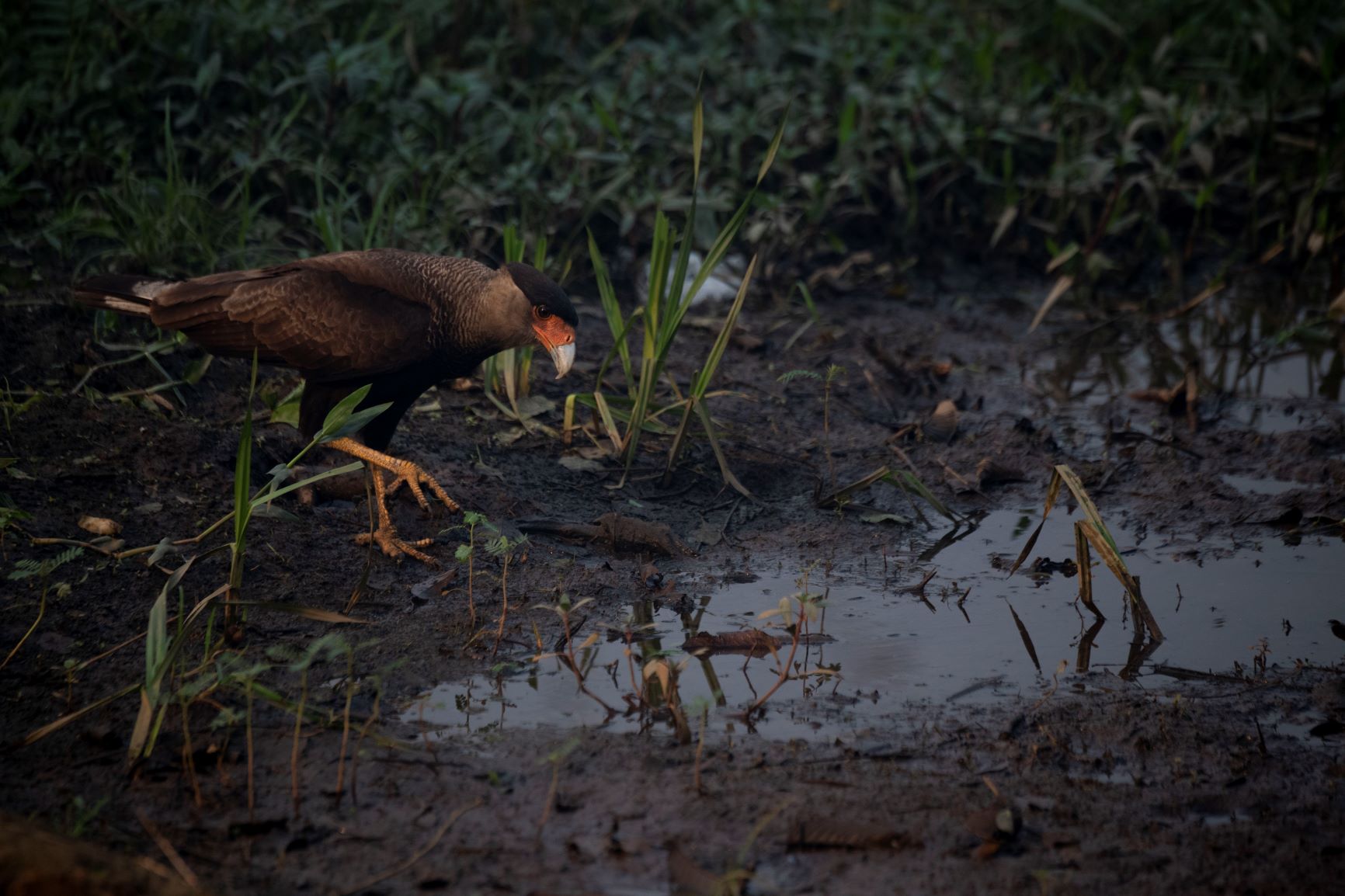 Carcará bebe água em poça de lama: seca extrema no Pantanal tornava temporada de fogo previsível (Foto: Mauro Pimentel/AFP)