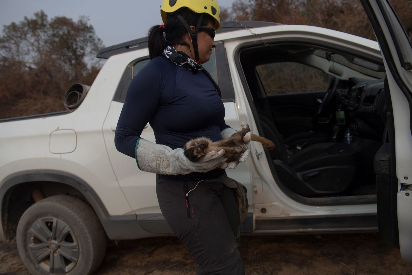 Pequeno macaco resgatado por brigadista no Pantanal: aumento de atropelamentos na rodovia Transpantaneira (Foto: Mauro Pimentel/AFP)