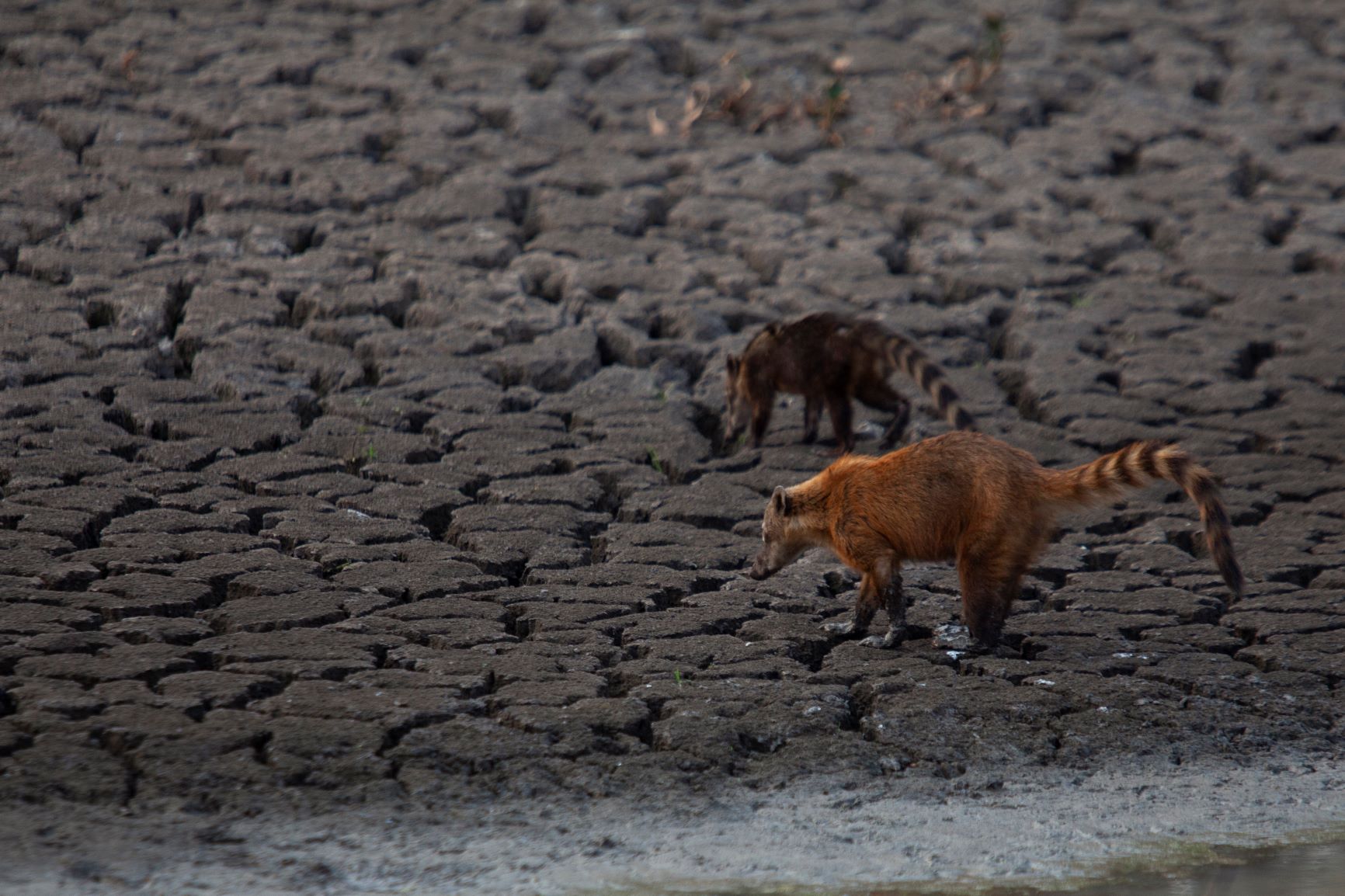 Quatis buscam água em leito seco de rio no Pantanal; previsão mais dias sem chuva e com calor de 40 graus (Foto: Ernesto Carriço/NurPhoto/AFP)