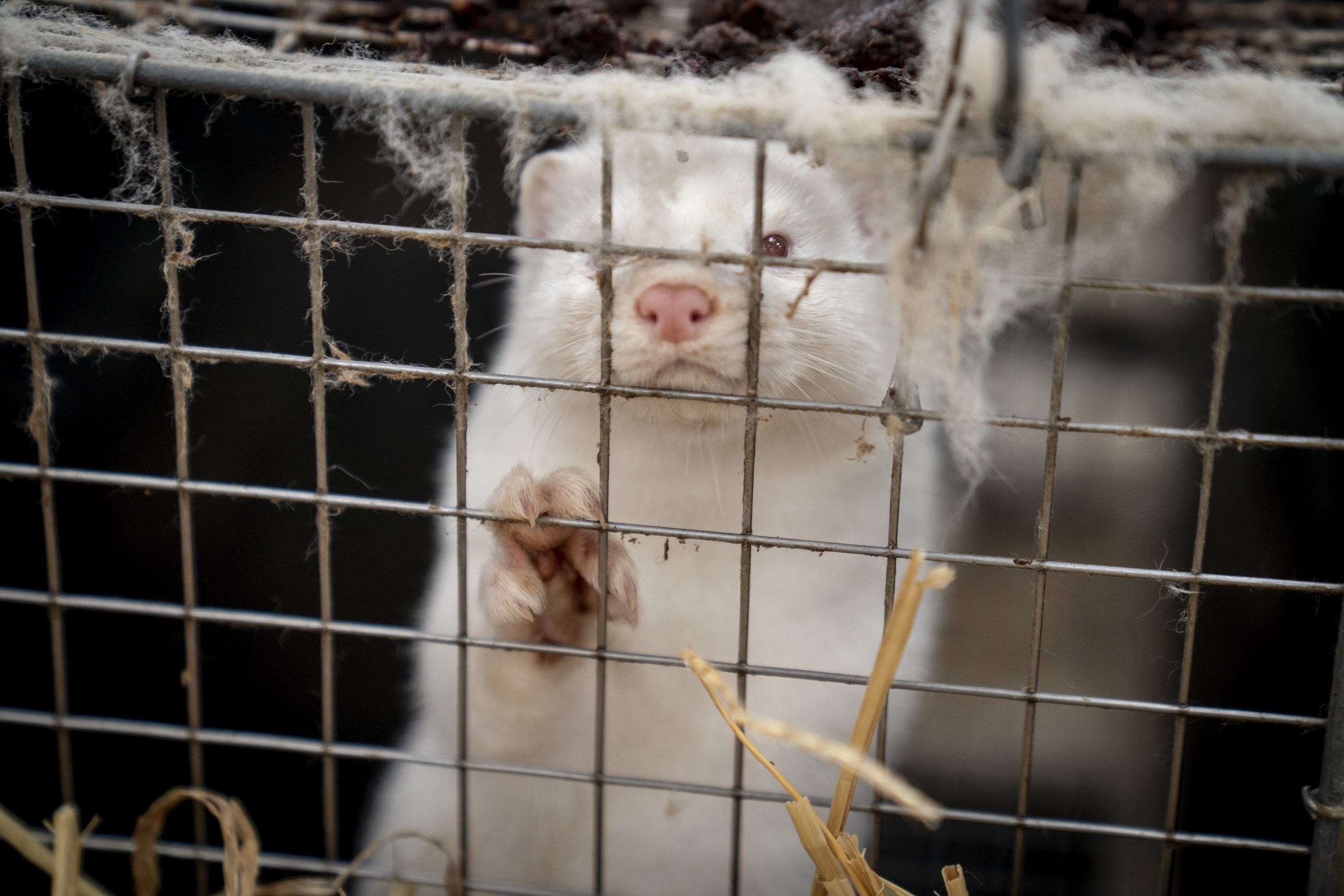 Vison em jaula na Dinamarca: estudo para saber como e por que os animais foram capazes de contrair o vírus e espalhar a doença Mads Claus Rasmussen / Ritzau Scanpix / AFP)