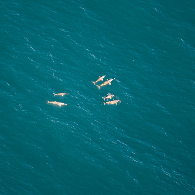As toninhas são extremamente tímidas: não saltam, emitem som inaudível para humanos, não se aproximam de barcos e fogem quando humanos tentam se aproximar. Foto Projeto Conservação das Toninhas