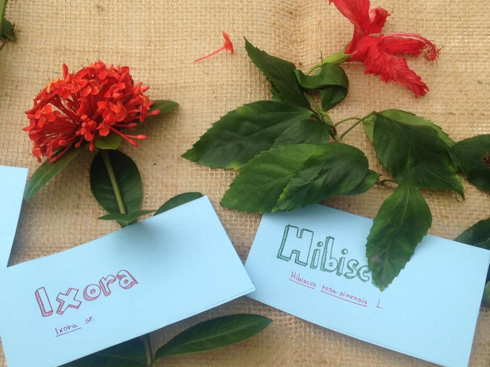 O nutritivo hibisco, ao lado da venenosa neoxera, é exemplo de panc:, com folhas ricas em ferro e pétalas ricas em antioxidantes: em eventos, pesquisadores botam as plantas juntas para explicar diferenças (Foto: Divulgação)