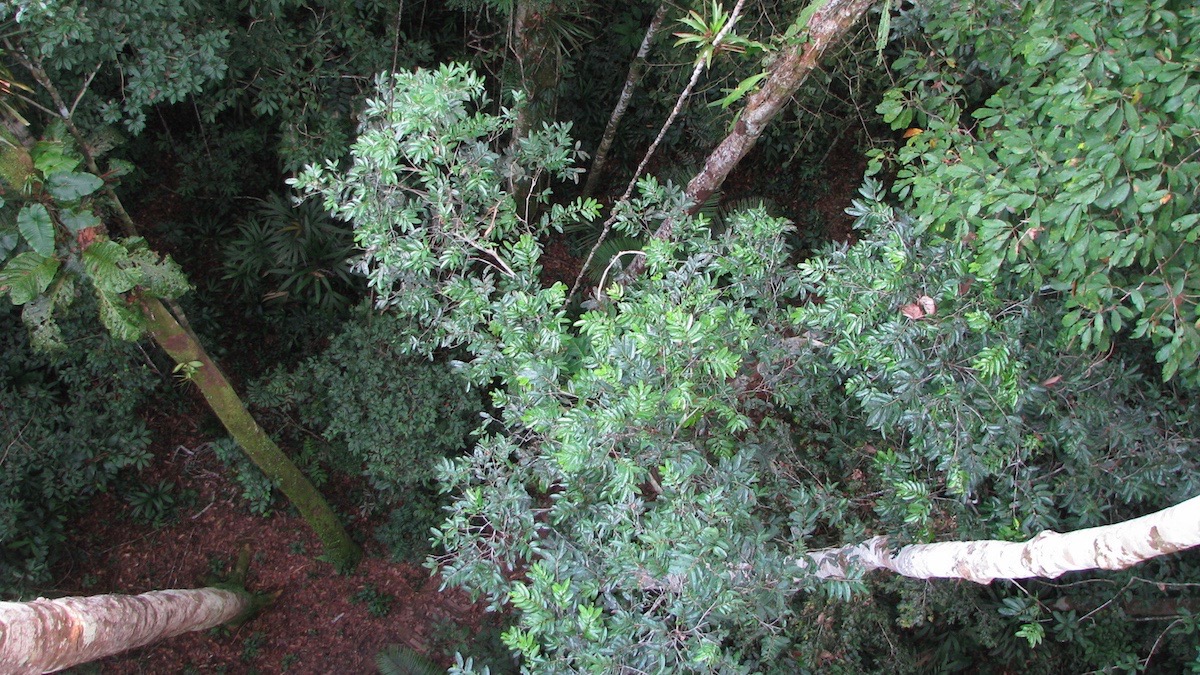 Árvores na Floresta Amazônica: com as mudanças no padrão de crescimento e longevidade as árvores, pesquisadores podem estar superestimando a capacidade de absorção dos gases de efeito estufa pelas florestas (Roel Brienen/University of Leeds)