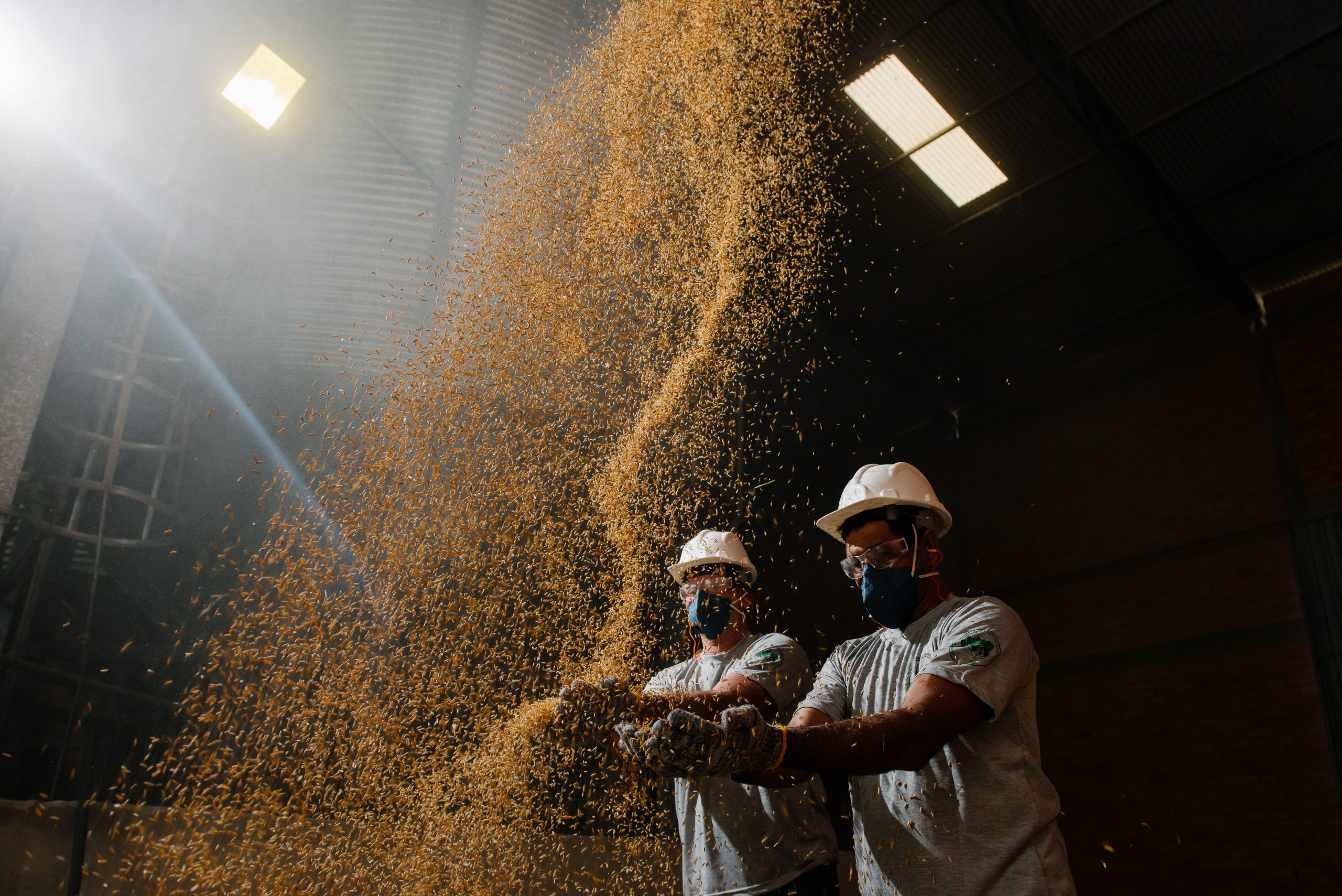 Plantação de arroz agroecológicos em assentamento do MST na região Metropolitana de Porto Alegre. Foto de Alex Garcia/ Divulgação