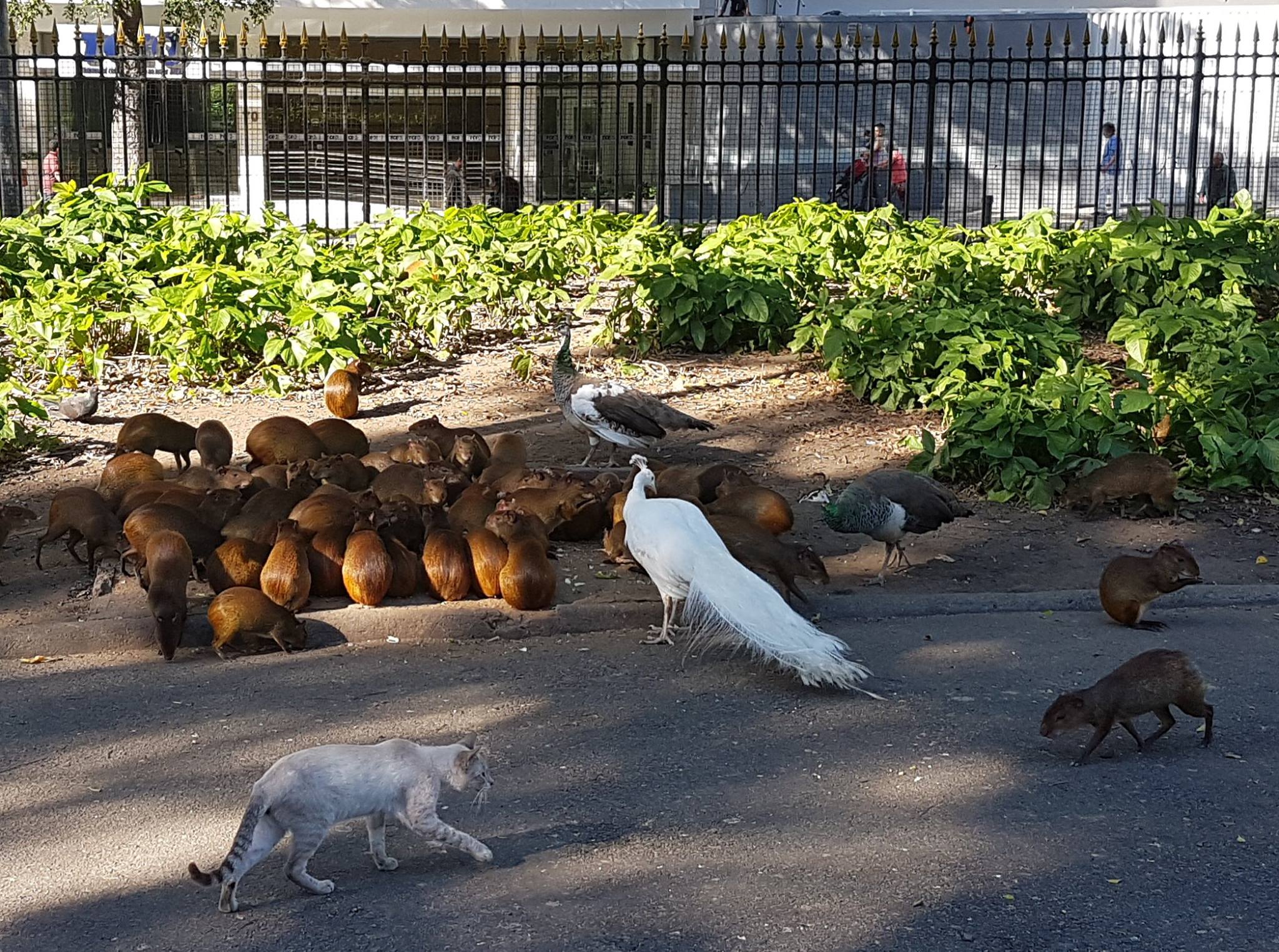 Cutias, pavões e gatos, parte de uma fauna que inclui patos, garças, e marrecos: atração para crianças (Foto: Oscar Valporto/2017)