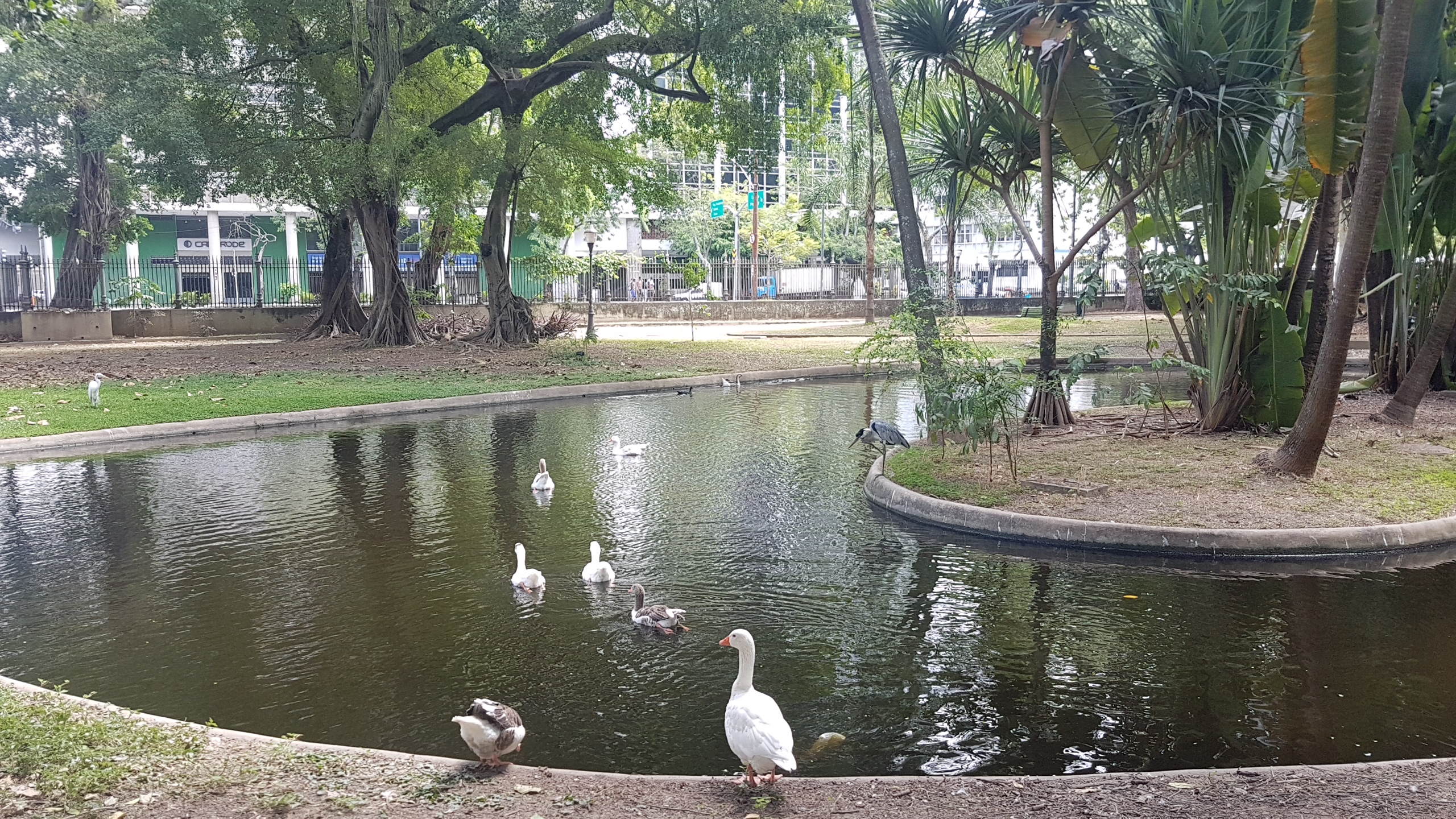Lago no Passeio Público: acréscimo do francês Auguste Glaziou quase um século depois da inauguração (Foto de Oscar Valporto)