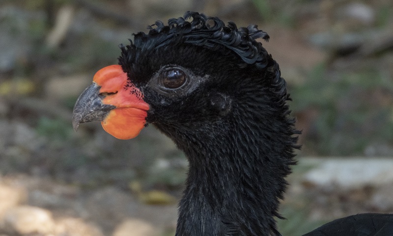 Mutum-de-bico-vermelho, pássaro da Mata Atlântica: ameaça de extinção com impacto climático no seu ambiente natural (Foto: Divulgação/Sema)