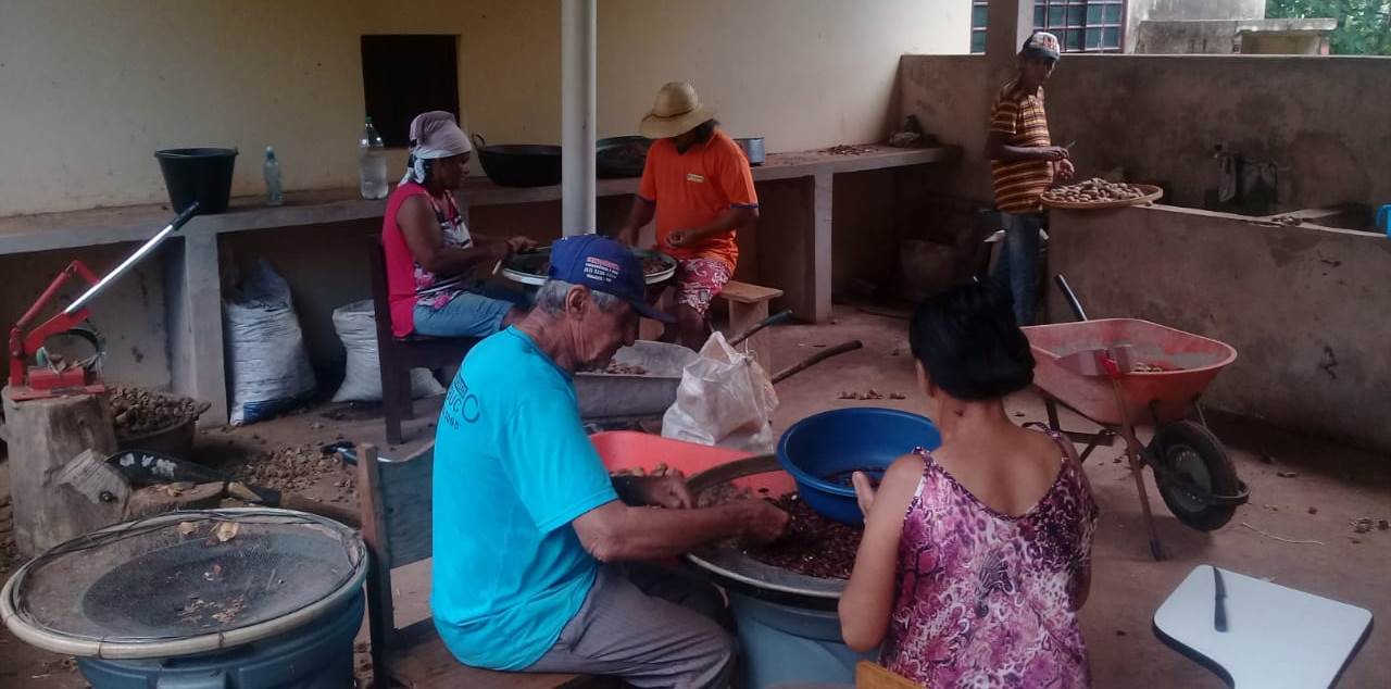 Colheita e seleção de castanha de baru no Ceppec, em Nioaque (MS). Foto divulgação