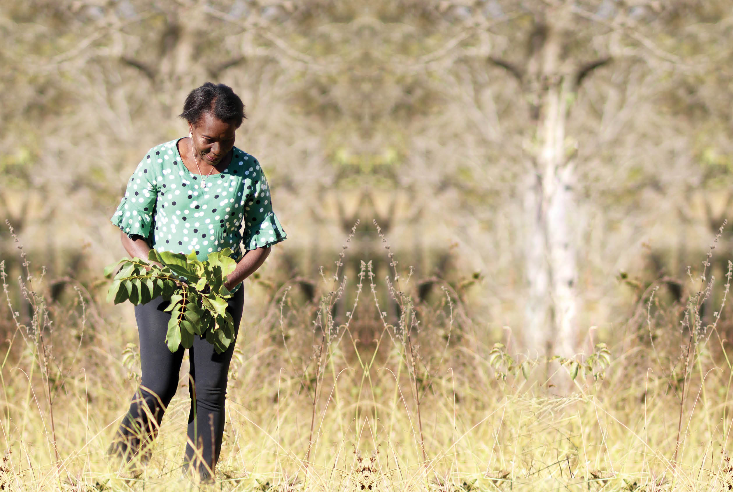 Matriarca colhe plantas no Cerrado: agronegócio destrói vegetação original. Foto divulgação