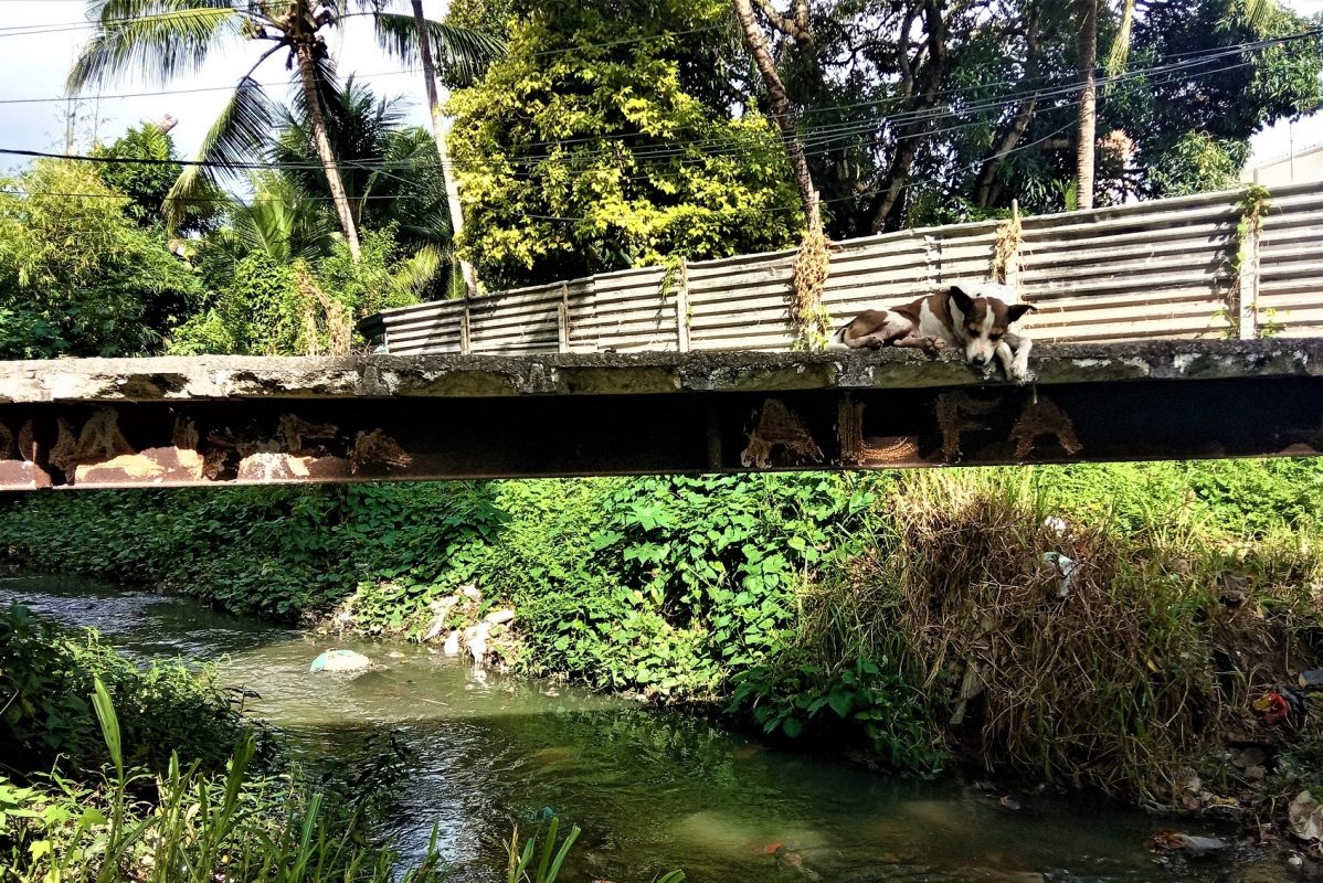 Cachorro em ponte improvisada sobre o Morno, afluente do Rio Beberibe | Foto de Victor Moura