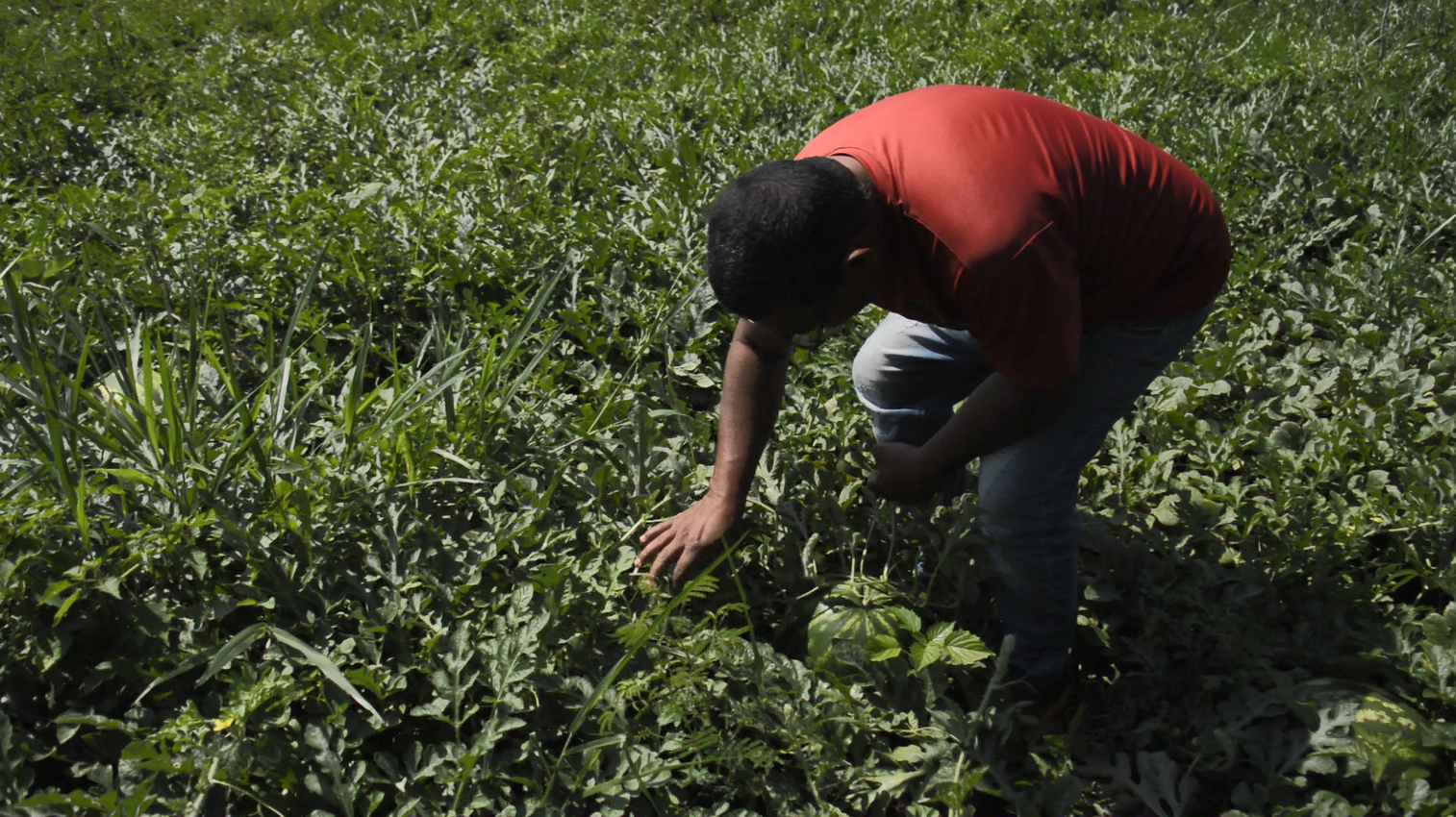 Agricultor durante a colheita na comunidade quilombola São Miguel, em Maracaju (MS). Foto Ethieny Karen