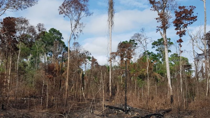 Área seca e queimada de Floresta Amazônica no Alto Tapajós: mudanças climáticas exacerbam efeitos do El Niño (Foto: Erika Berenguer)