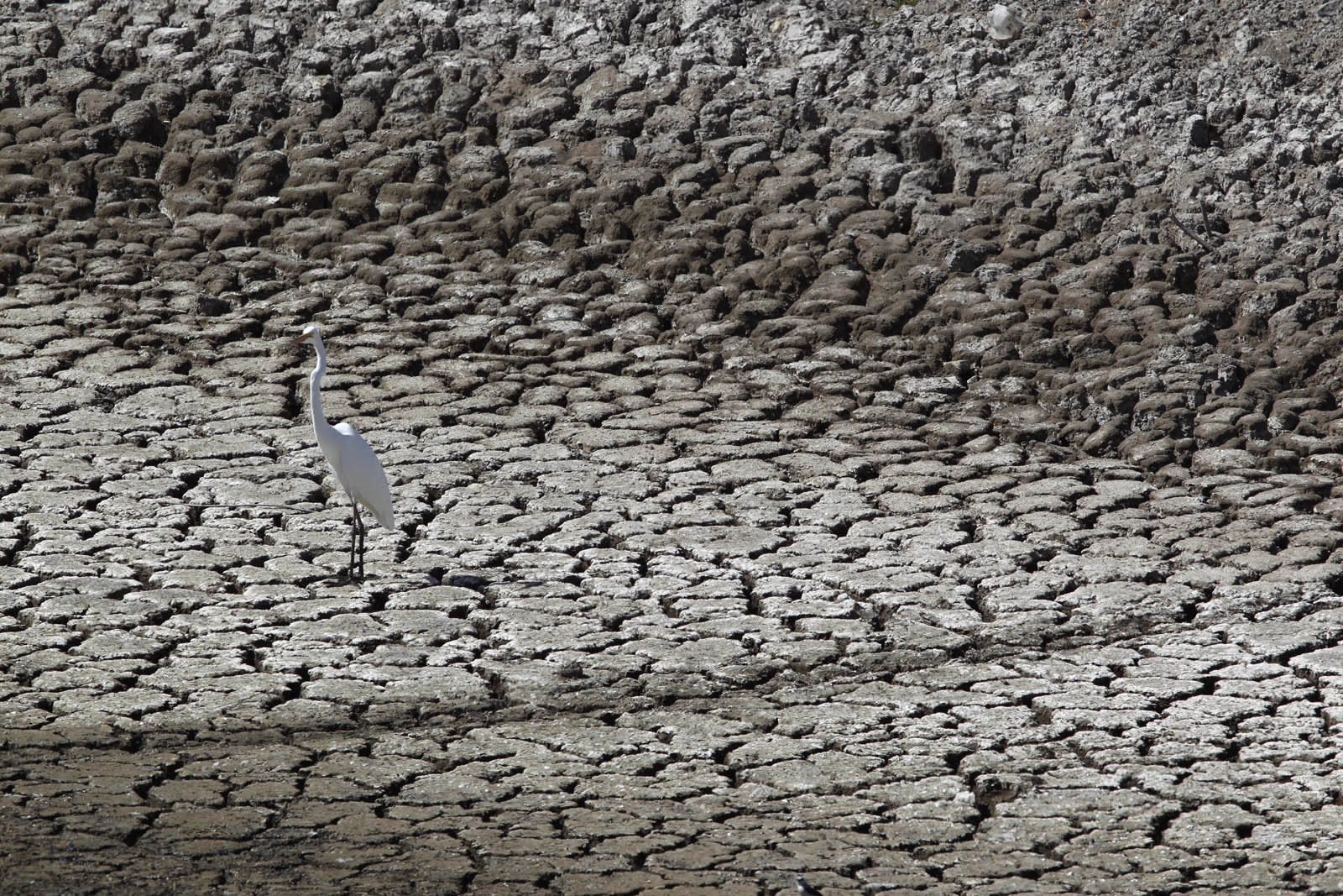 Seca no sertão de Alagoas. Vários pontos de maior redução da superfície da água encontram-se próximos a fronteiras agrícolas. Foto Custódio Coimbra