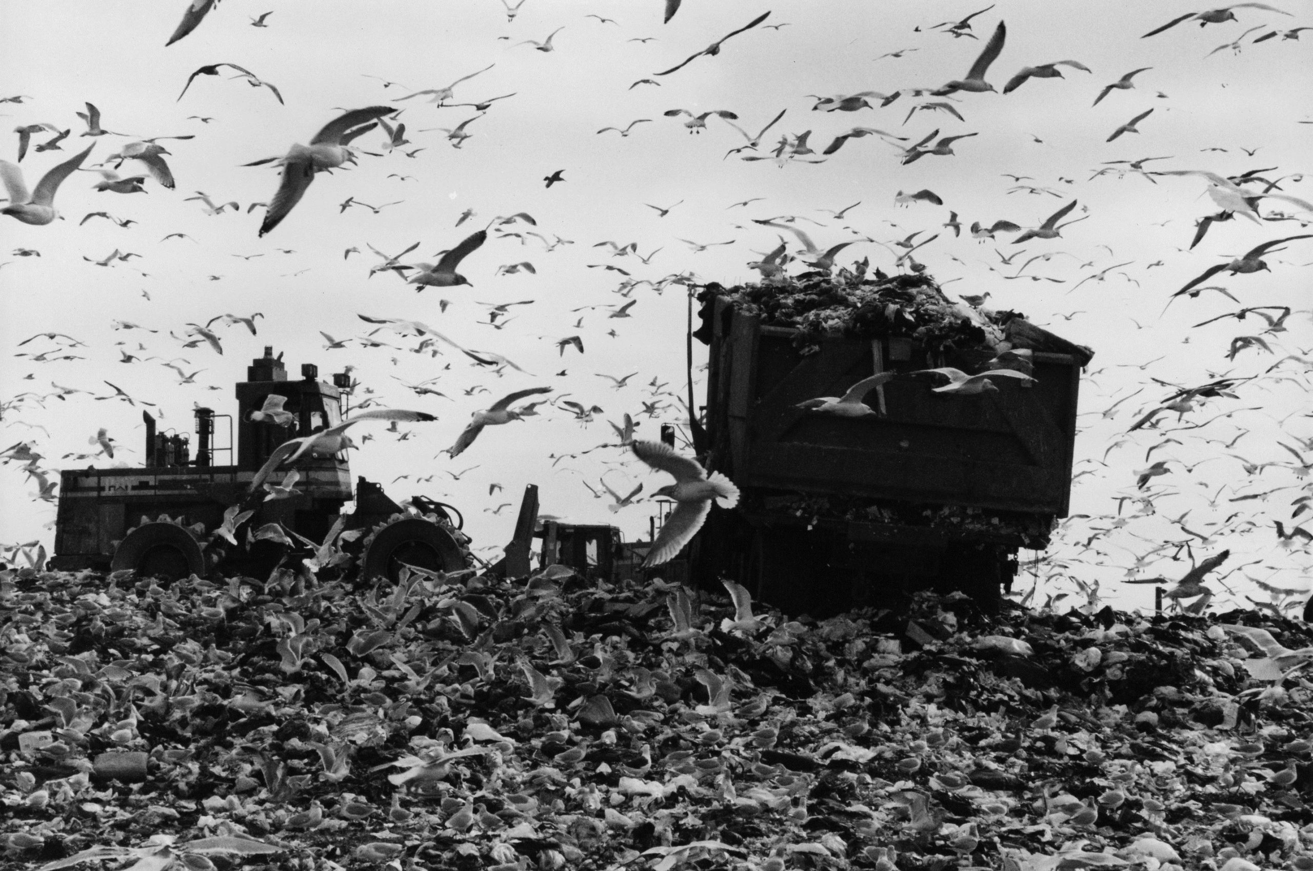 O aterro sanitário de Fresh Kills, o maior do mundo na década de 1990: 29 mil toneladas de lixo por dia 29 mil toneladas de lixo por dia (Foto: Fresh Kills Aliance)