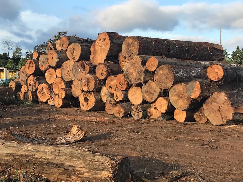 Madeira apreendida dentro da Terra Indígena Karipuna na Operação Ajuricaba V: rotina de desrespeito ao território (Foto: Divulgação/Polícia Federal - 17/06/2019)
