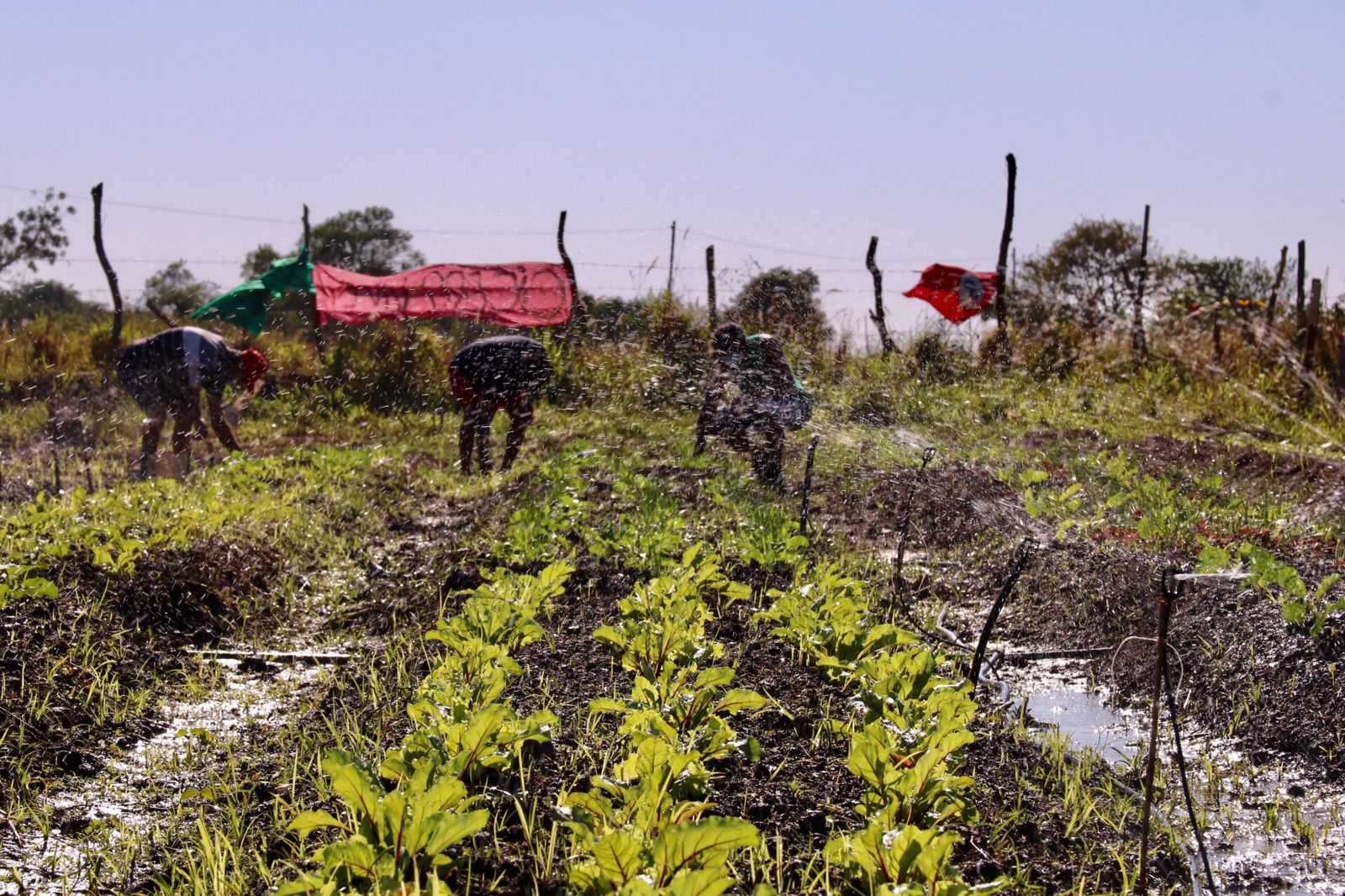 Horta comunitária no Acampamento Cícero Guedes: para professor da Uenf, iniciativa do MST no Rio pode ser exemplo para novo modelo de produção agroecológica (Foto: Vivi Fernandes de Lima)