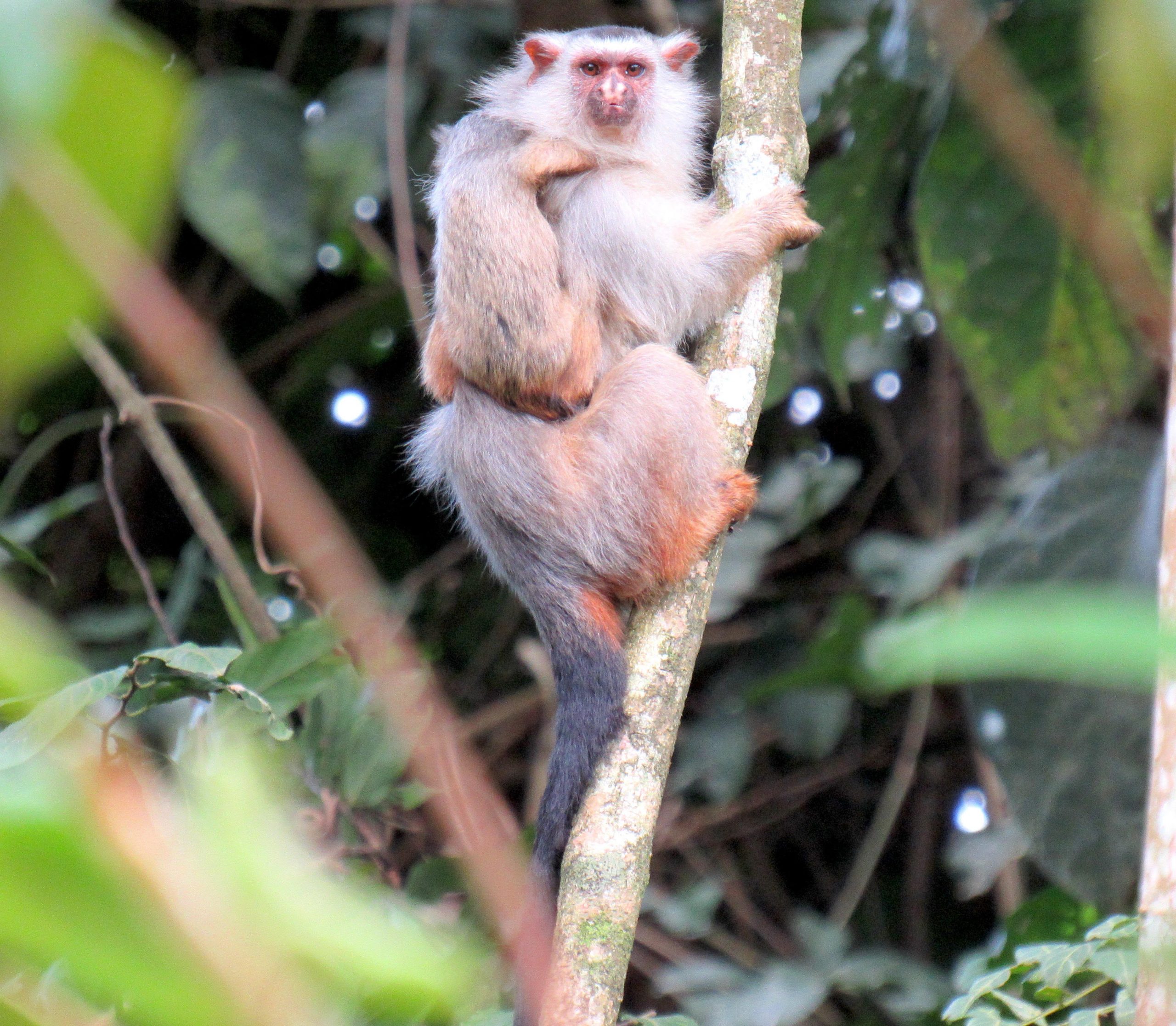 Primata da nova espécie na Floresta Amazônica, em Mato Grosso: características na pelagem e na localização diferem sagui de outros micos (Foto: Rodrigo Costa Araújo)