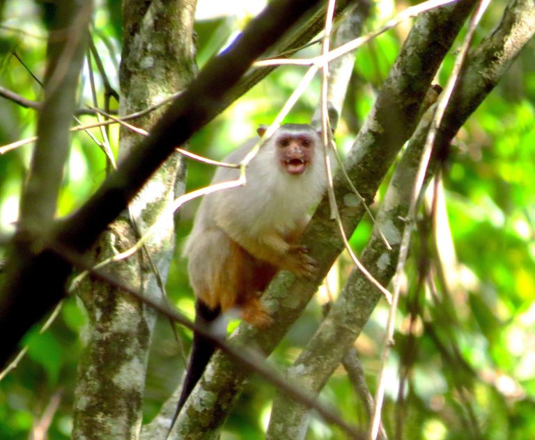 Sagui-de-Schneider em seu habitat na Amazônia: descoberta por programa desenvolvido como parte do licenciamento ambiental de hidrelétrica da Neoenergia (Foto: Ivan Batista)